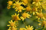 Small's ragwort